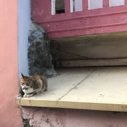 Portrait of a cat