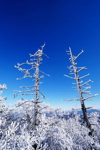 Low angle view of tree against blue sky