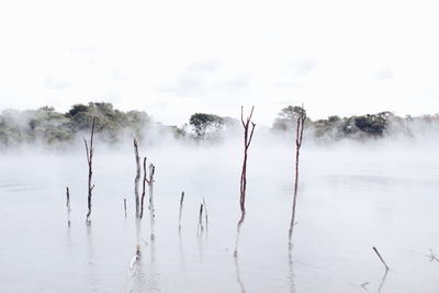 Panoramic view of trees on landscape against sky