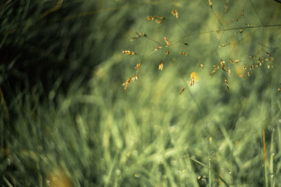 Close-up of flowers growing on field