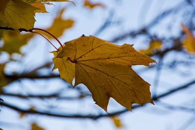 Close-up of maple leaf on leaves