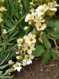 Close-up of white flowering plants