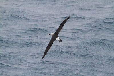 Close-up of swan swimming in sea