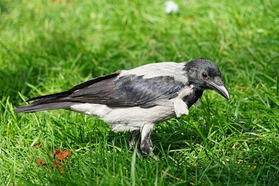 Close-up of a bird on grass