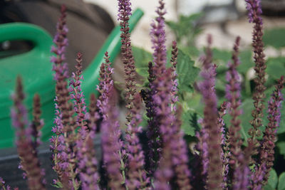 Close-up of purple flowering plants hanging on field