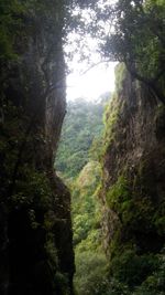 Scenic view of forest