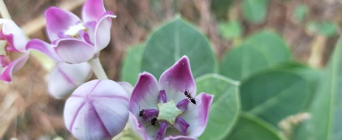 Close-up of pink flowering plant