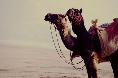 Horse standing by sea against sky