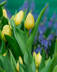 Close-up of yellow flowering plant