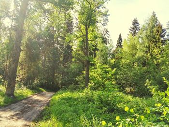 Scenic view of green landscape