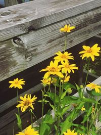 Close-up of yellow flowers