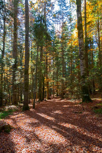 Trees in forest during autumn