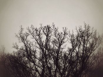 Silhouette trees against sky during sunset