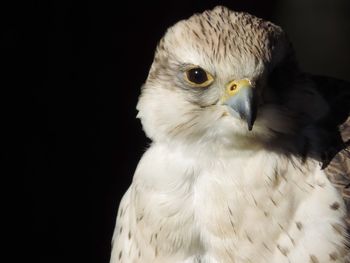 Close-up portrait of a bird