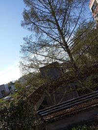 Low angle view of trees against sky