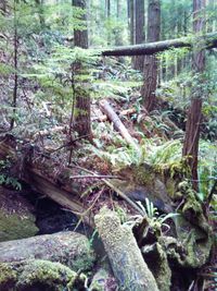 Fallen tree in forest