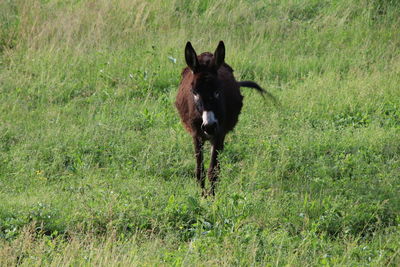 Dog running in grass