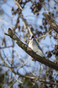 Close-up of bird perching on branch