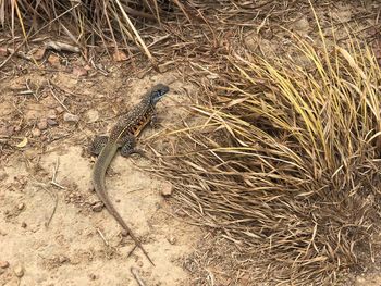 High angle view of a lizard on a field