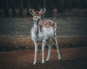 Portrait of deer standing on field