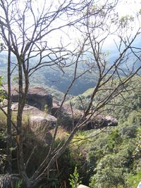 Scenic view of forest