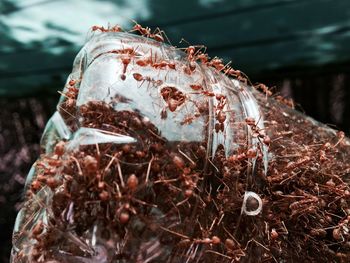 Close-up of ants on bottle