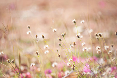 Close-up of purple flowering plants on land