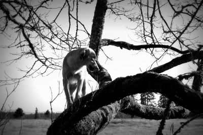 Bare trees against sky