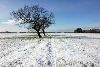 Bare tree on snow covered landscape against blue sky