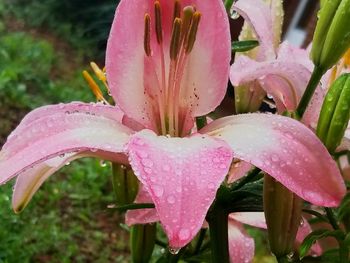 Close-up of water drops on pink flower