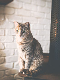 Cat sitting on a fireplace