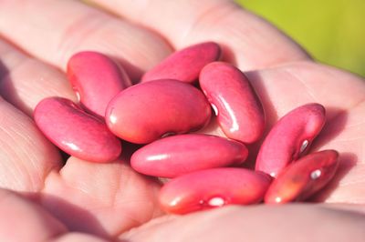 Close-up of hand holding beans