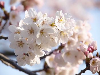 Close-up of cherry blossom