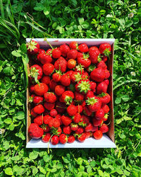 High angle view of strawberries in container