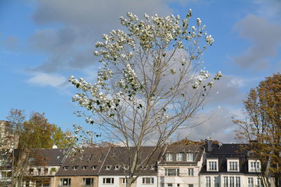 Low angle view of cherry tree against cloudy sky