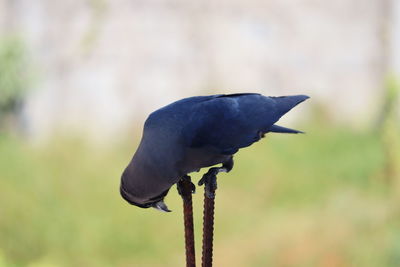 Close-up of bird perching on a field