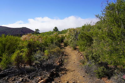 Plants growing on land against sky