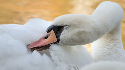 Close-up of swan