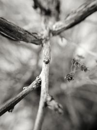 Close-up of leaf against sky