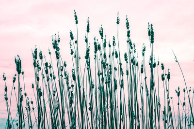 Close-up of plants against sky