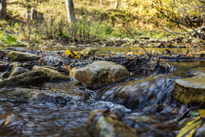 Stream flowing through rocks in forest