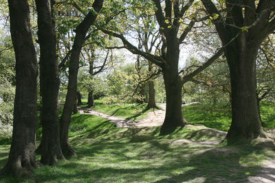 Trees in forest