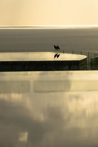 Two birds over the poolwith  sea in the back gorund against sky during sunset