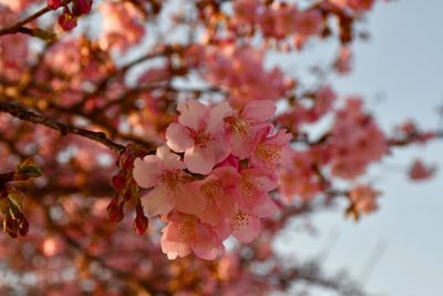 Close-up of pink cherry blossoms in spring