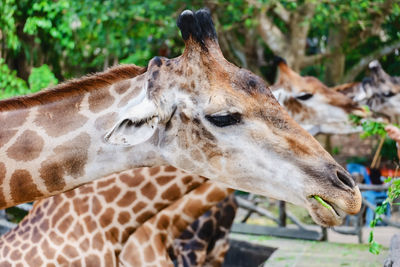 Close-up of giraffe