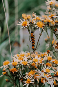 Close-up of yellow flowering plant