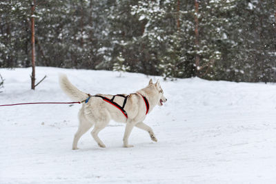 Dog on snow covered land