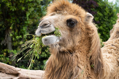 Close-up of an animal