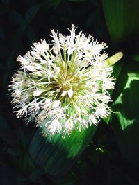 Close-up of white flower blooming outdoors