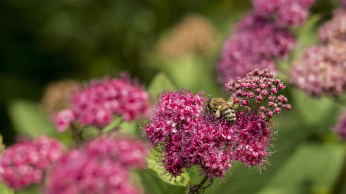 Close-up of bee pollinating on pink flower